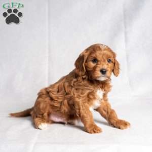 Xan, Cavapoo Puppy